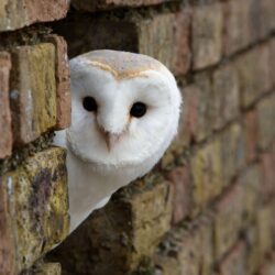 Interesting Owl Wallpapers Peeking Around Corner Building White