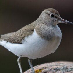 Common Sandpiper Ultra HD Desktop Backgrounds Wallpapers for