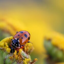 HD Ladybug Beetle Insect Wallpapers · · Wallpapers.io