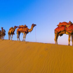 Wallpapers desert, camels, caravan image for desktop