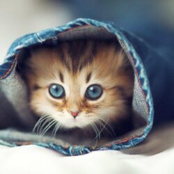 Most Beautiful Cats Wallpapers HD Photos Image Download – HD