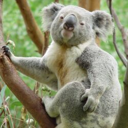 Koala Wallpapers Windows 7 25 Nice Wallpapers HD Wallpapers