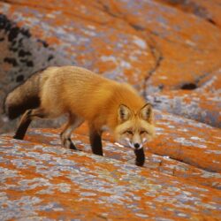 Fox Animal HD Wallpapers