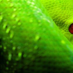 1080p Boa Snake Wallpapers, 41 1080p Boa Snake HD Wallpapers