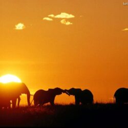 africa african elephants