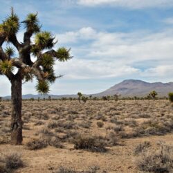 windows wallpapers joshua tree national park