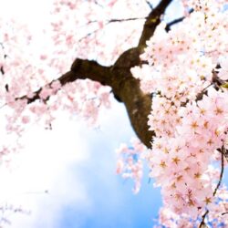 Sakura Flowers Wallpapers