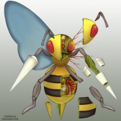 Beedrill Anatomy by Christopher