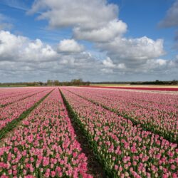Wallpapers Tulips Sky Fields Flowers Many Clouds