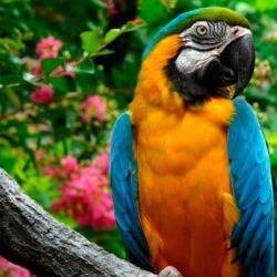 Parrots ❤ 4K HD Desktop Wallpapers for 4K Ultra HD TV • Tablet