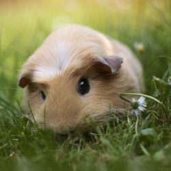 Guinea pigs wallpapers
