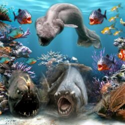 Sea Creatures Wallpapers