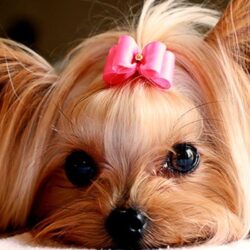 Collection of Cute Puppies Wallpapers on HDWallpapers