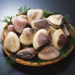 Clams Wallpapers and Backgrounds Image