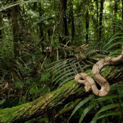 Boa Constrictor, High Quality Background, Jitendra Avery