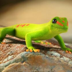 Gecko Wallpapers Desktop