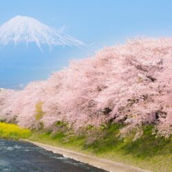 5 Best Cherry Blossom Spots around Mt.Fuji 2019 – Japan Travel Guide