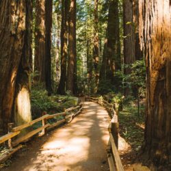 Redwood Trees Forest Muir Woods Path Trail HD wallpapers