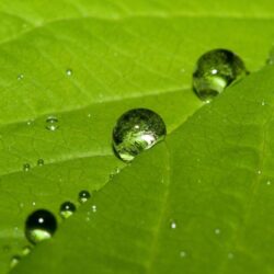 Cute water drops on a leaf Wallpapers