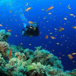 Scuba diving diver ocean sea underwater fish wallpapers