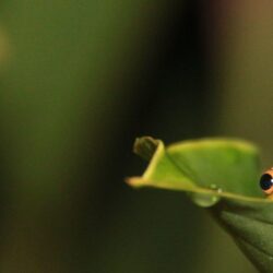 Frog hiding on leaf desktop PC and Mac wallpapers
