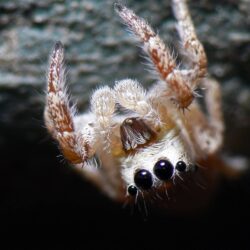 Spider Wallpapers 100