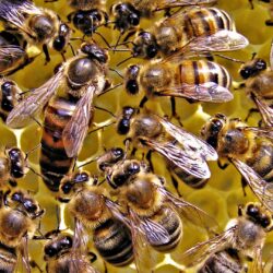 Queen Honey Bee