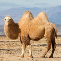 50 Camel HD Wallpapers