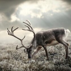 Best Deer Wallpapers