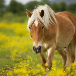 Horse Wallpapers Android Phones Wallpapers