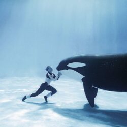 My slight orca whale obsession…