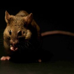 Rat Wallpapers Image Group