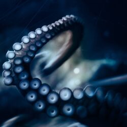 Octopus Photography HD wallpapers « HD Wallpapers