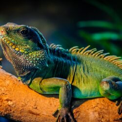 Iguana HD Wallpapers