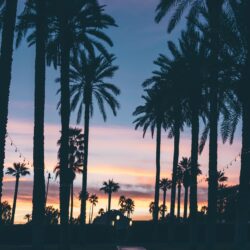 sunset palm tree tree and palm hd wallpapers and backgrounds