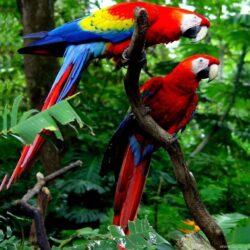 Cute Macaw Parrot Desktop HD Wallpapers Desktop Backgrounds