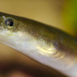 Japanese eel photo and wallpaper. Cute Japanese eel pictures