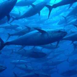 Tuna, High, Resolution, Wallpaper, Pictures, Full, Free, Amazing