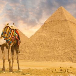 Best 53+ Camel Wallpapers on HipWallpapers