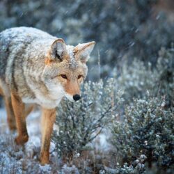 Coyote Photos