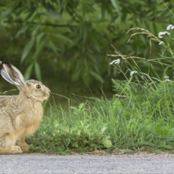 Download wallpapers hare, rabbit, grass, fright