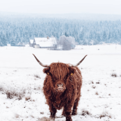 Highland Cow