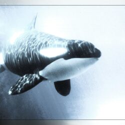 shamu&Whales Killer Animals Orca wallpapers #
