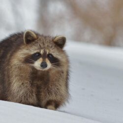 Raccoon in the snow wallpapers