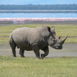 File:White Rhino in Lake Nakuru 3