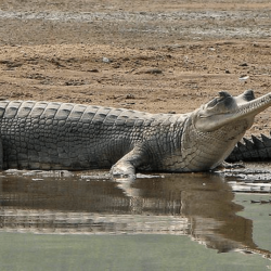 Gharial Pictures