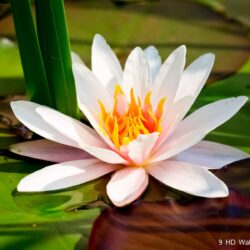 Lotus Flower HD Wallpapers, Flowers Image And Photos – Full HD