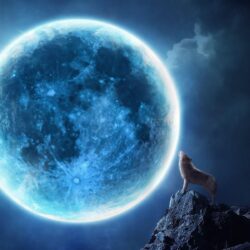 Howling wolf full moon Wallpapers