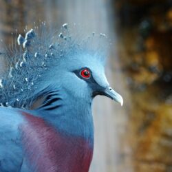 Birds crowned pigeon wallpapers