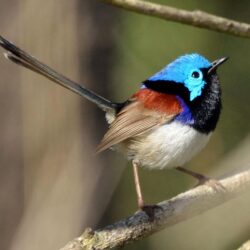 Variegated fairywren